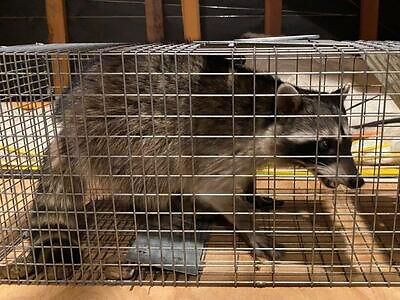 Saint Louis pest control